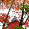 兼六園　紅葉