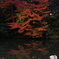 兼六園　紅葉