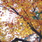 兼六園　紅葉