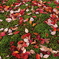兼六園　紅葉
