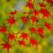 公園の紅葉