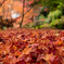 紅葉の絨毯
