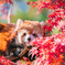 可愛い紅葉