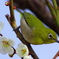 次の花は・・・