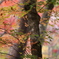 紅葉・古峯園♪2
