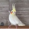 かじってしまいました