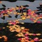 永源寺の紅葉