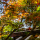 紅葉寺