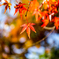 紅葉