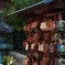 願いの数　IMGP0122zz