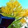 神社の大銀杏#2