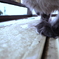 好奇心は猫の足をも ・・・