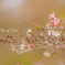二季咲桜