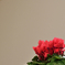 cyclamen