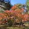 京都の紅葉３