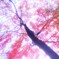 koyo momiji