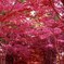 北海道の紅葉
