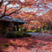 万博記念公園の紅葉