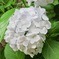 白い紫陽花