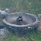 小鳥の水浴び