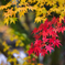 紅しょうが