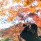 紅葉は逆光！と呟きながら