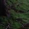 苔の道