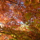 薬師寺の大紅葉