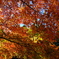 薬師寺の大紅葉