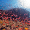 海中紅葉