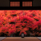 安国寺 ドウダンツツジ