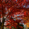 安国寺 紅葉