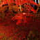 庭園の紅