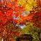 寂光院 紅葉