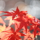 残り紅葉