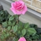 うちの子　〜　Pink Rose　〜