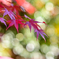 紅葉と玉ボケ