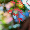紅葉と玉ボケ②