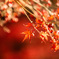 紅葉1