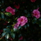 冬の花