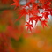 紅もみじ