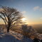 初雪の一本木