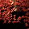 美しき紅の色