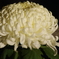 菊　14
