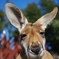 KANGAROO