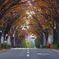 ケヤキ通りの紅葉