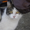 野良猫