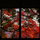 autumn frame