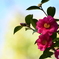 Camellia sasanqua