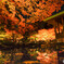 紅葉リフレクションwith鯉